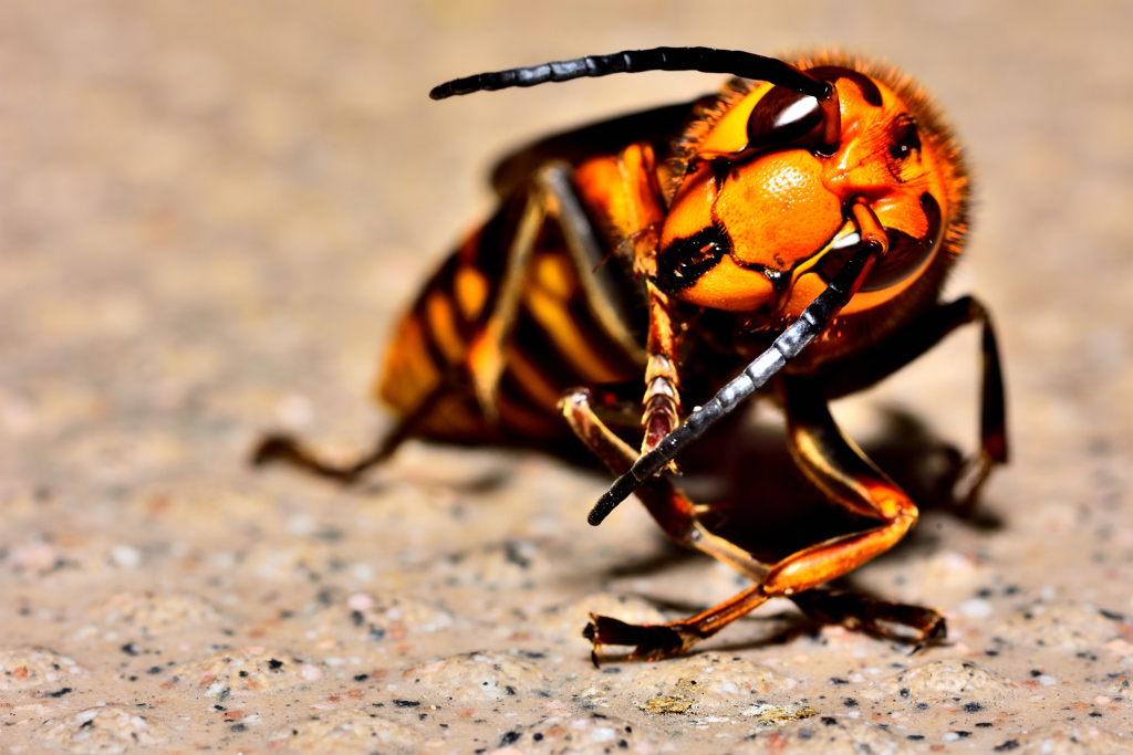 瀕死のスズメバチ！4