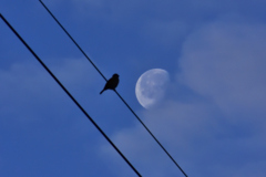 月と雀