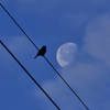 月と雀