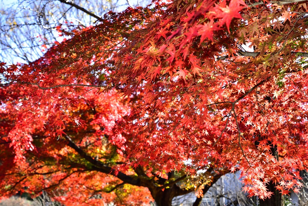 梅林公園の紅葉 (3)