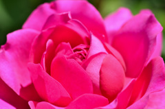 花フェスタ記念公園にて (10)