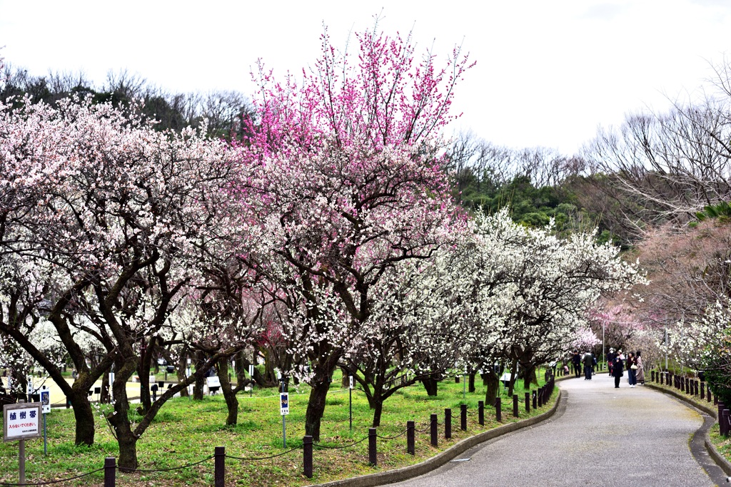 いよいよ満開！　梅林公園　3/15　8