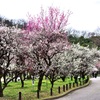 いよいよ満開！　梅林公園　3/15　8