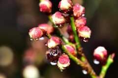 雨の梅林公園　8