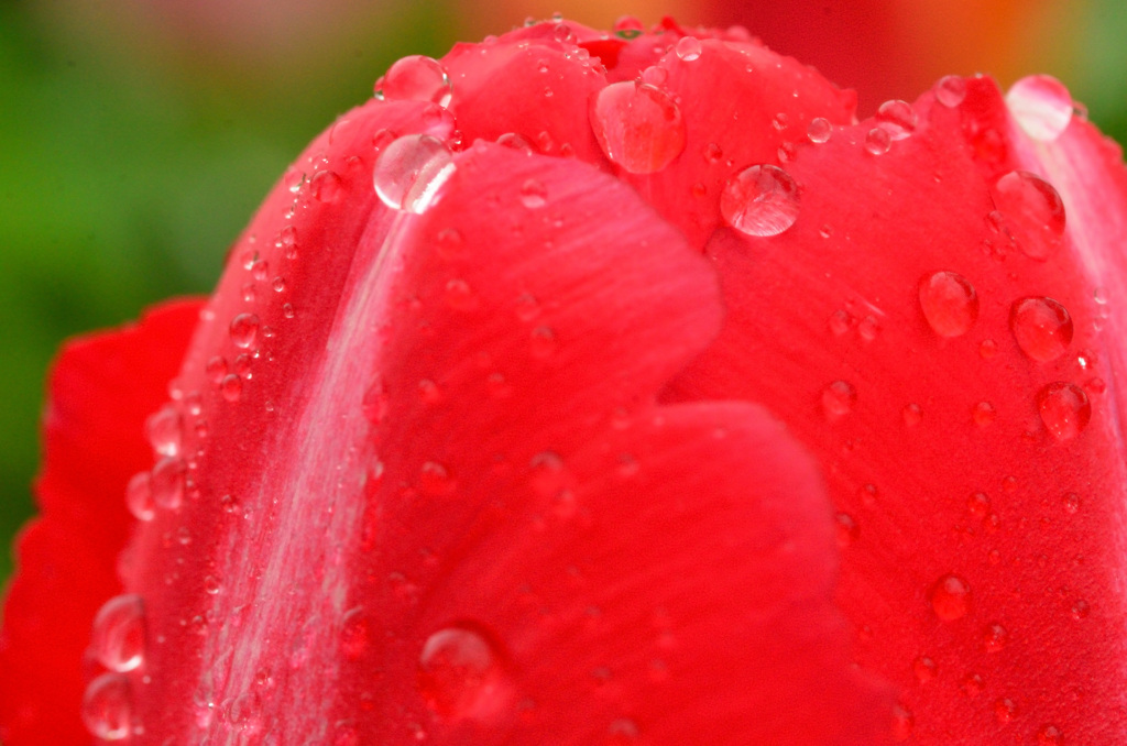 雨のチューリップ3
