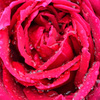 水玉の薔薇 (4)