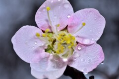 雨の梅林公園　2