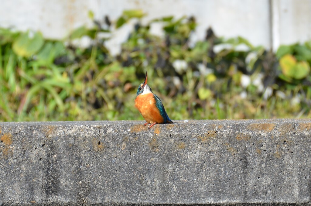 カワセミ 0211 (6)