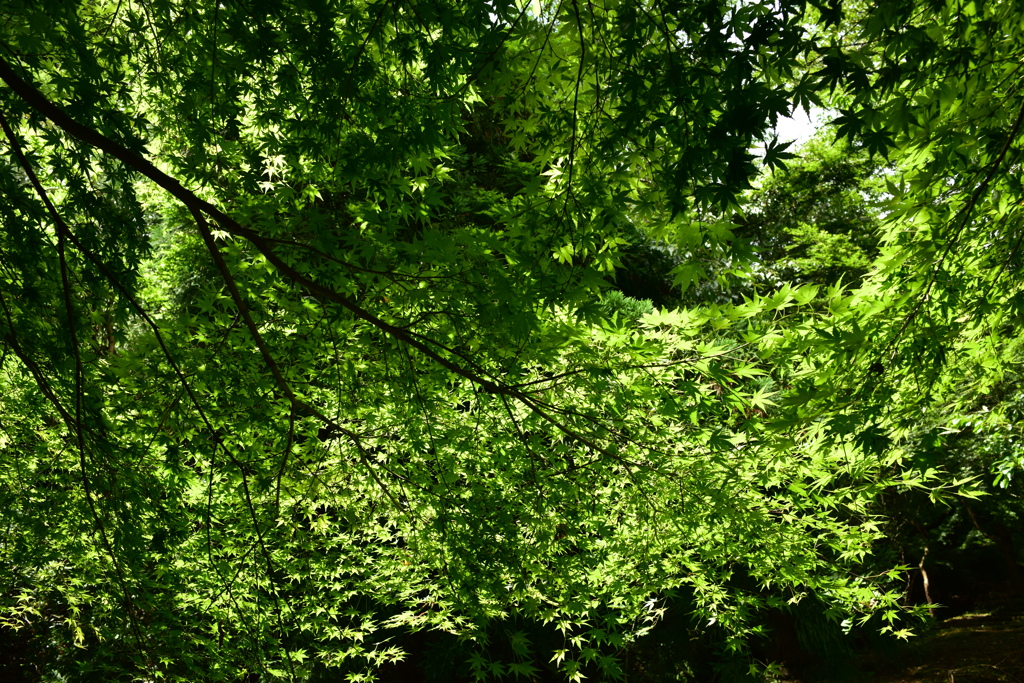 葉っぱ　萩の滝　沿道