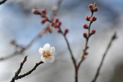 梅林公園2020.02 (8)