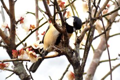 シジュウカラ　梅林公園にて