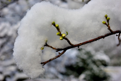 雪の梅林公園！　4　1/23