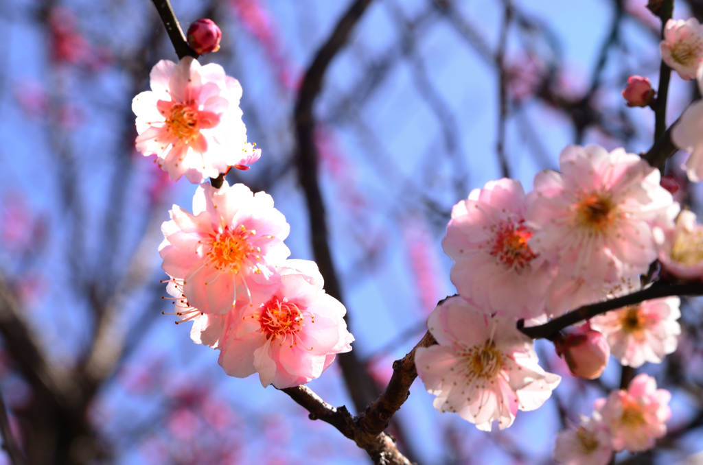 梅林公園　2021.03.14