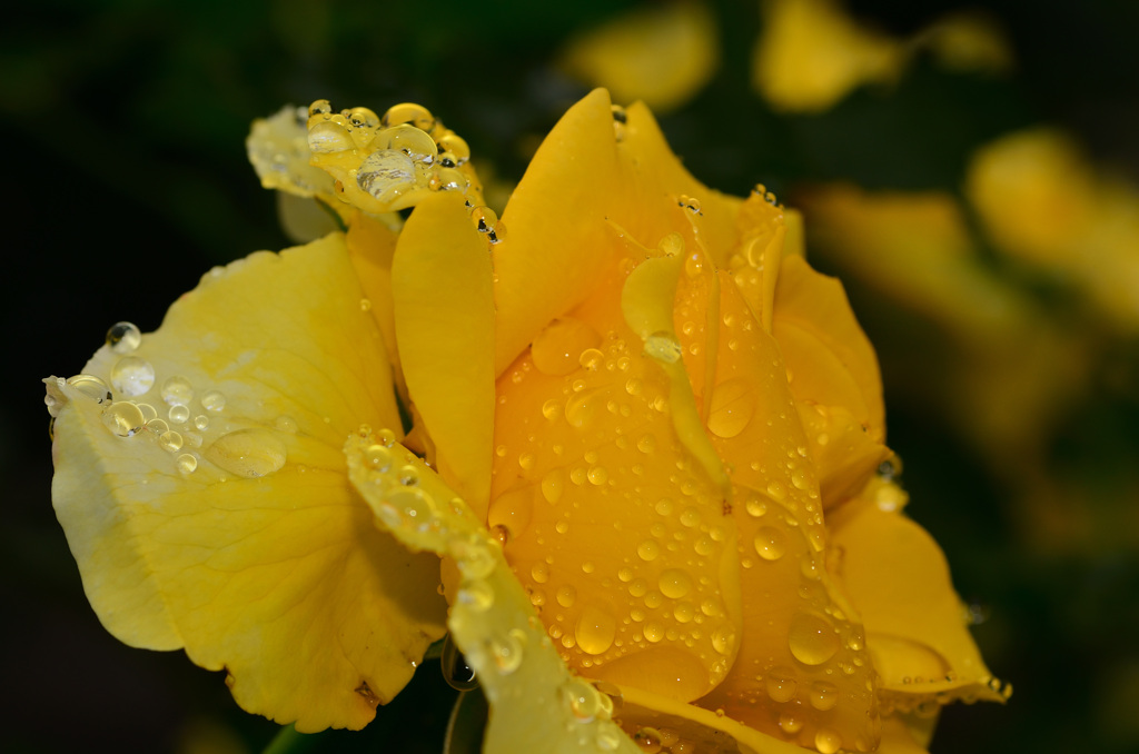 水玉の薔薇 (17)