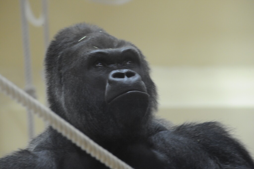 老いた？シャバーニ