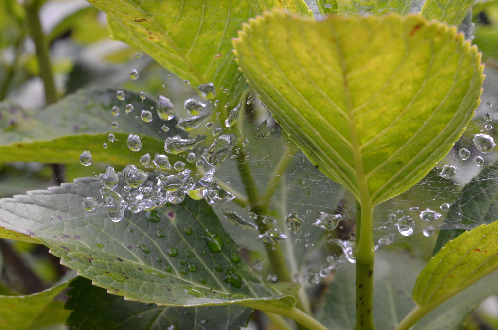 蜘蛛の糸に捕まった雨