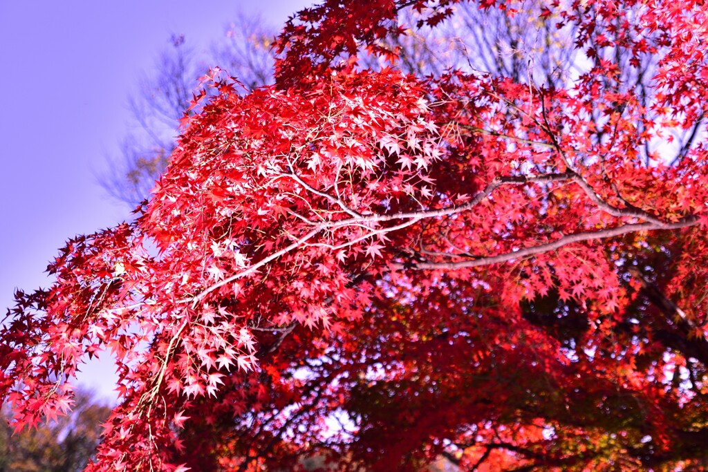 梅林公園の紅葉 (4)