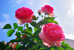 隣の薔薇　6