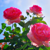 隣の薔薇　6