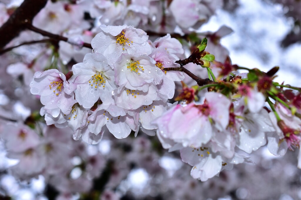 小雨　桜　新境川　4　3/26