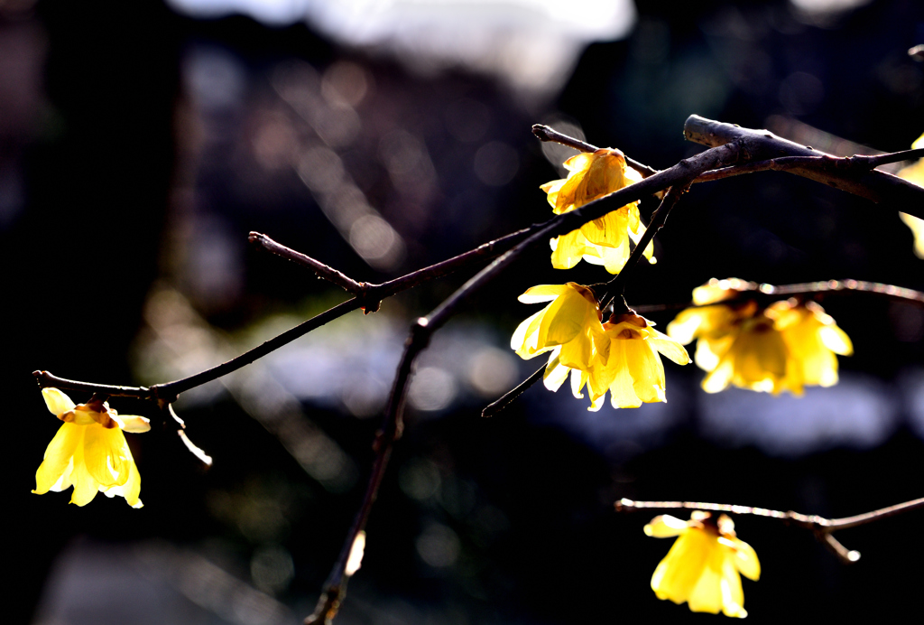 朝陽の蝋梅！