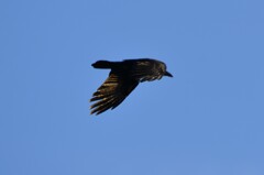 黒の雄姿　2
