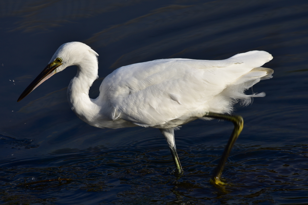 コサギの朝食　2