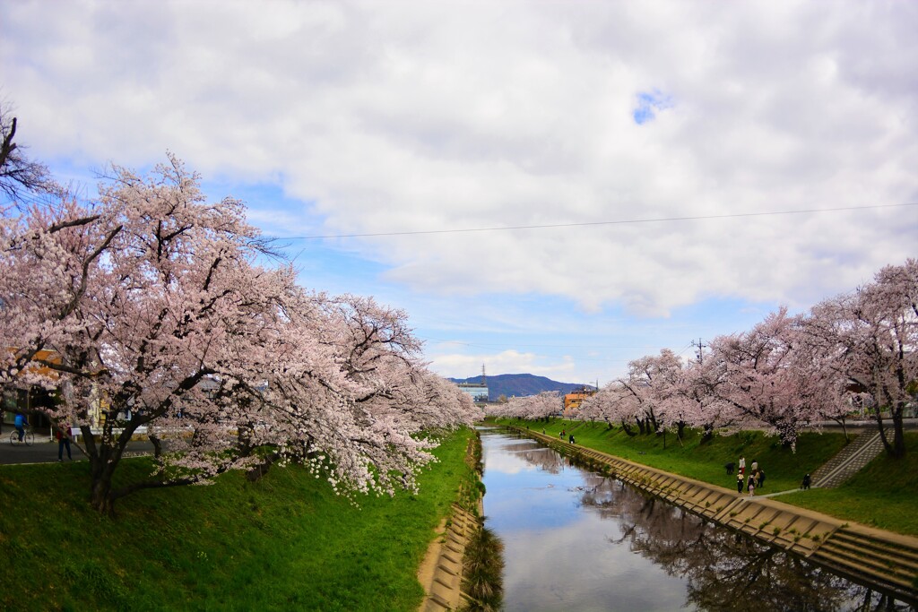 桜　新境川 (2)