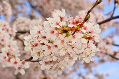 桜　新境川 (6)