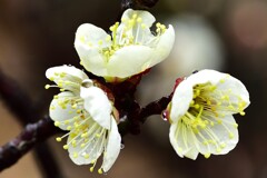 雨の梅林公園　7