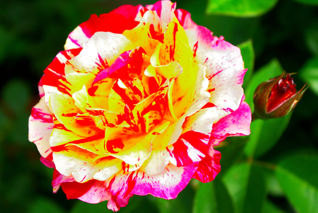 隣の薔薇　2