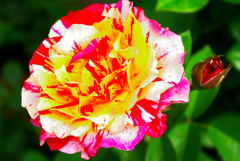 隣の薔薇　2