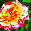 隣の薔薇　2