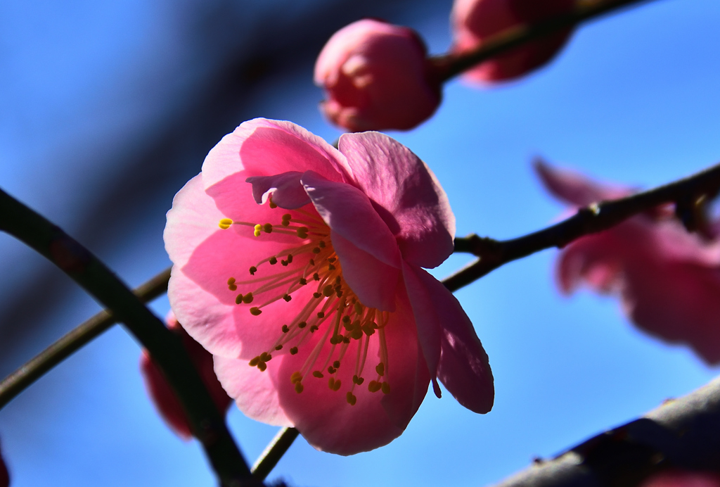 梅林公園6　3/9