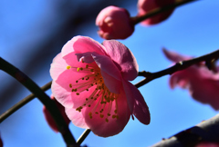 梅林公園6　3/9