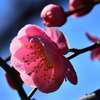 梅林公園6　3/9