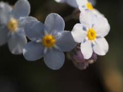 花  勿忘草２