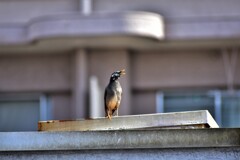ムクドリ　囀り