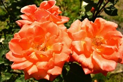 岐阜市畜産センター　ローズガーデン (2)