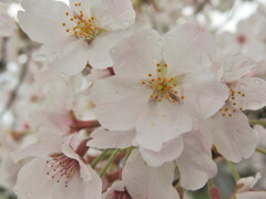 曇天　桜