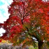 紅葉１