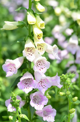 花フェスタ記念公園にて (13)