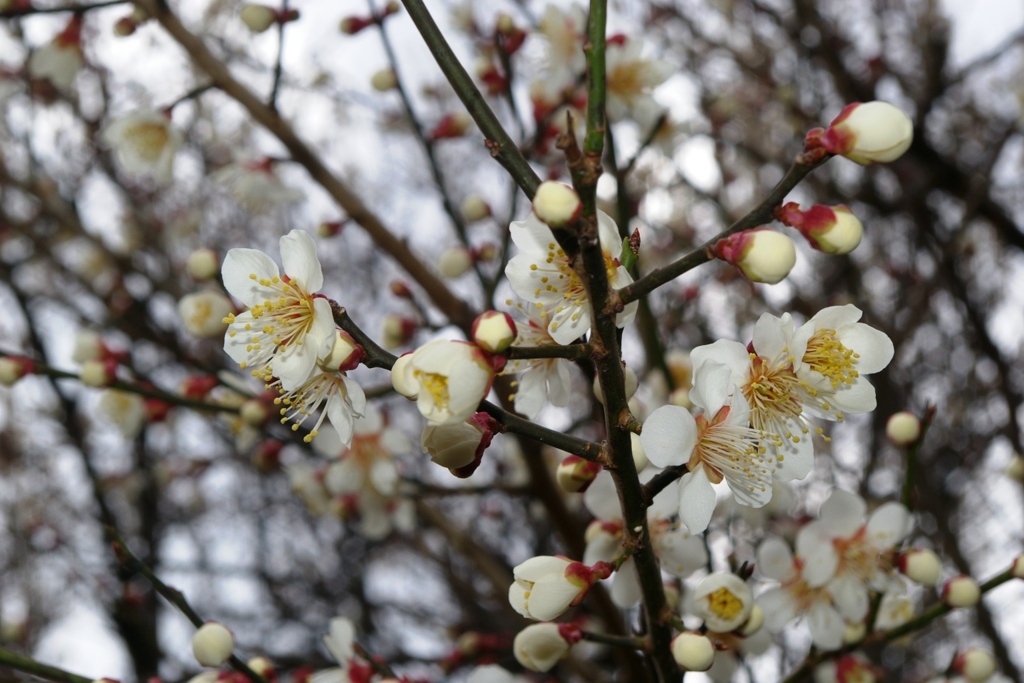 梅林公園2015 (4)