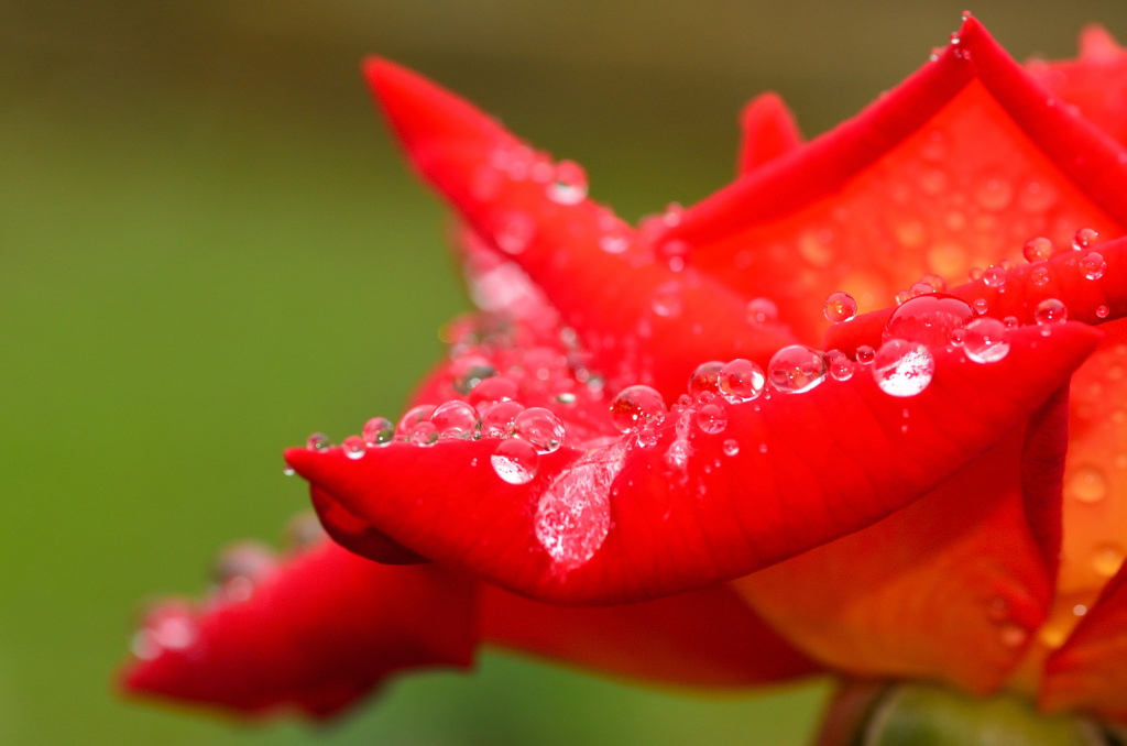 水玉の薔薇 (10)