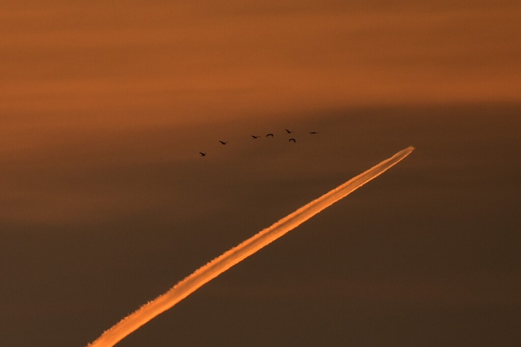 トリミング検証