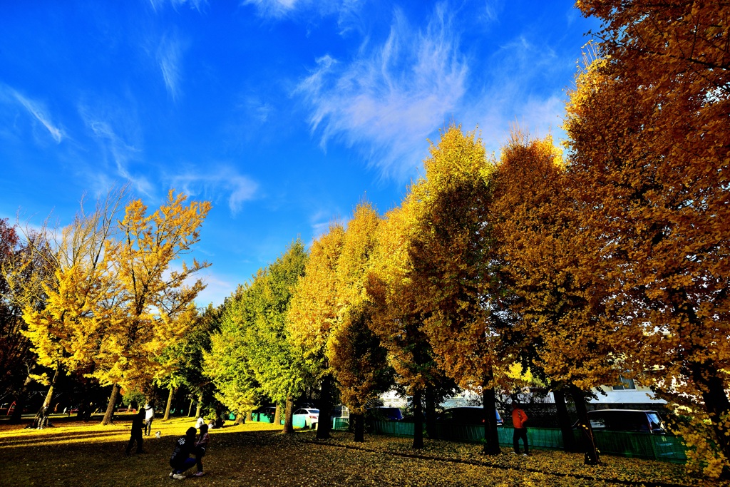 岐阜市　雄日ヶ丘公園のイチョウ！　3　11/23