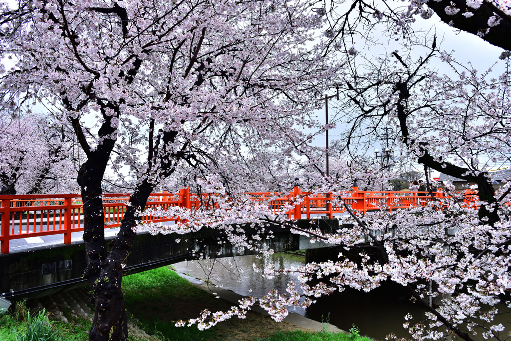 小雨の桜と赤い橋