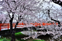 小雨の桜と赤い橋
