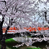 小雨の桜と赤い橋