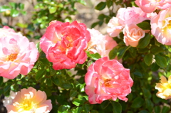 花フェスタ記念公園にて3  （再投稿）